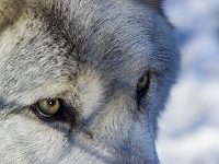 Arctic Wolf 011